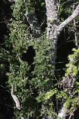 Flueggea verrucosa