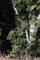 Flueggea verrucosa