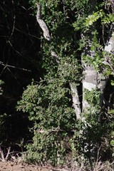 Flueggea verrucosa