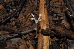 Gymnosiphon mayottensis