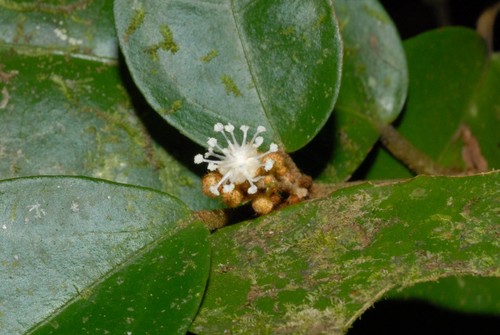 Croton bifurcatus
