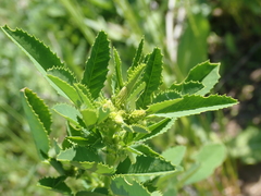 Melilotus albus