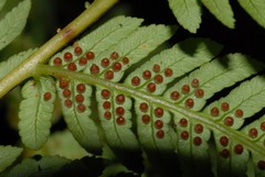 Alsophila hyacinthei