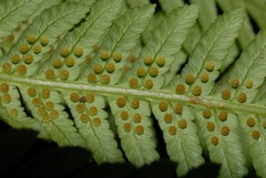 Alsophila hyacinthei