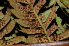 Alsophila hyacinthei