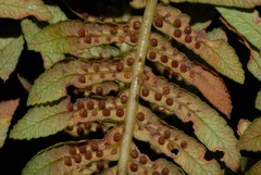 Alsophila hyacinthei
