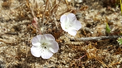 Phacelia douglasii