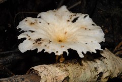 Fungi
