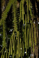 Phlegmariurus phlegmaria