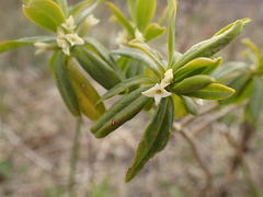 Daphne kamtschatica