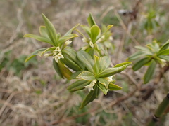 Daphne kamtschatica