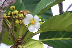 Dillenia triquetra