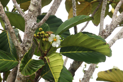Dillenia triquetra
