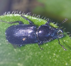 Platycerus