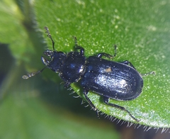 Platycerus