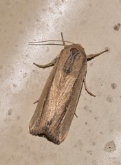 Leucania stenographa