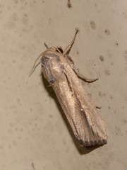 Leucania stenographa