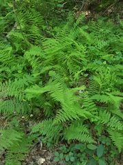 Cystopteris bulbifera