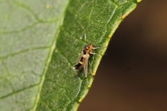 Cricotopus bicinctus