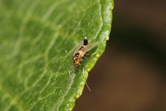 Cricotopus bicinctus