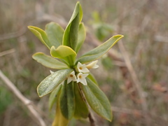 Daphne kamtschatica