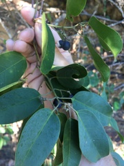 Cissus oblonga