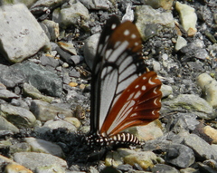 Papilio agestor
