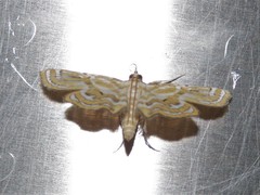 Cymoriza