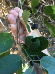 Cissus oblonga