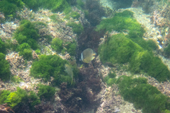 Chaetodon auripes
