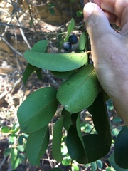 Cissus oblonga