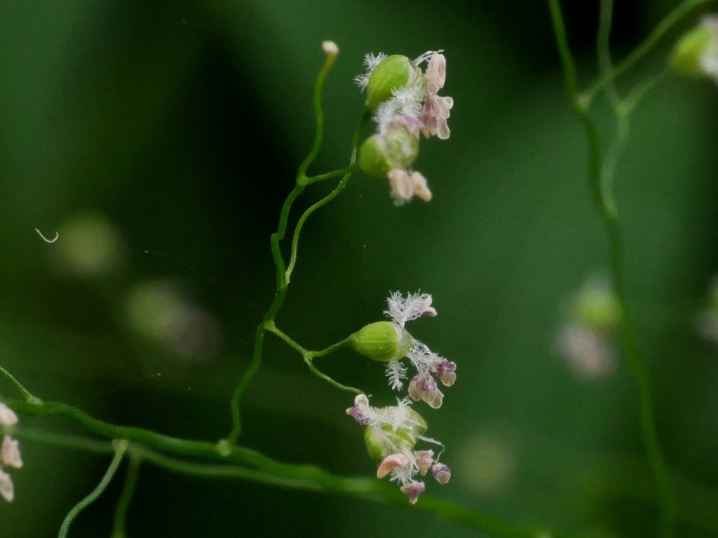 Isachne albens (Isachne albens)
