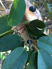 Cissus oblonga
