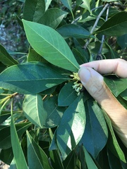 Pittosporum venulosum