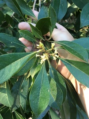 Pittosporum venulosum