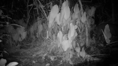 Cephalophus silvicultor