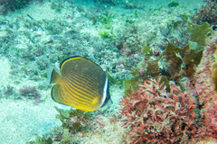 Chaetodon auripes