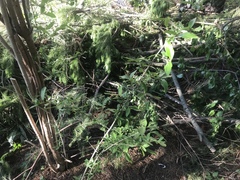 Chamaecytisus prolifer