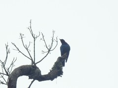 Hylopsar purpureiceps