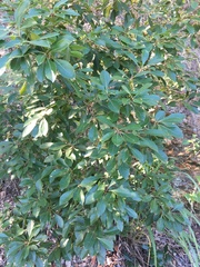 Pittosporum venulosum
