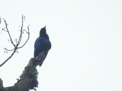 Hylopsar purpureiceps