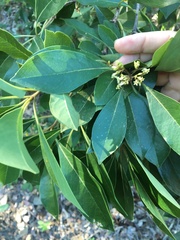 Pittosporum venulosum