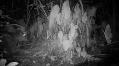 Cephalophus silvicultor