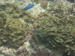 Stethojulis terina
