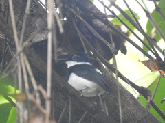 Platysteira castanea