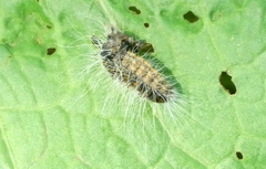 Thaumetopoea processionea