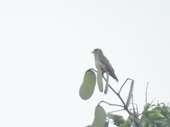 Bradornis fuliginosus