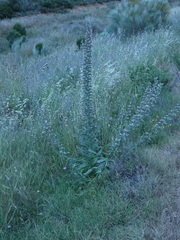 Echium boissieri
