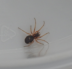 Pachygnatha listeri