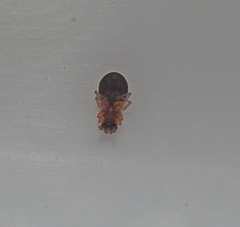 Pachygnatha listeri
